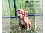 Beagle Mix DOG FOR ADOPTION RGADN-1377227 - Skylark - Terrier / Beagle / Mixed