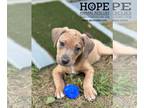 Beagle Mix DOG FOR ADOPTION RGADN-1377228 - Phoenix - Terrier / Beagle / Mixed