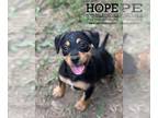 Beagle Mix DOG FOR ADOPTION RGADN-1377229 - Raven - Terrier / Beagle / Mixed