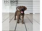 Beagle Mix DOG FOR ADOPTION RGADN-1377230 - Eagle - Terrier / Beagle / Mixed