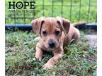 Beagle Mix DOG FOR ADOPTION RGADN-1377231 - Sparrow - Terrier / Beagle / Mixed