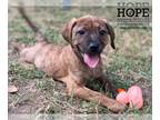 Beagle Mix DOG FOR ADOPTION RGADN-1377234 - Falcon - Terrier / Beagle / Mixed