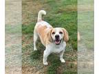 Beagle DOG FOR ADOPTION RGADN-1377235 - Hobbs - Beagle (short coat) Dog For