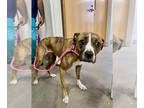 Boxer Mix DOG FOR ADOPTION RGADN-1377245 - *SORBET - Boxer / Mixed (short coat)
