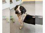 Beagle Mix DOG FOR ADOPTION RGADN-1377290 - Lucy - Beagle / Mixed (short coat)