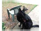 German Shepherd Dog DOG FOR ADOPTION RGADN-1377296 - Stormy & Skylar - URGENT