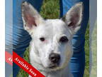Great Pyrenees-Huskies Mix DOG FOR ADOPTION RGADN-1377297 - Casper - Great
