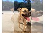 Black Mouth Cur Mix DOG FOR ADOPTION RGADN-1377314 - Jade - Black Mouth Cur /