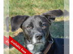 Australian Kelpie Mix DOG FOR ADOPTION RGADN-1377317 - Grace - Black Labrador