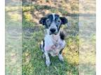 Border Collie Mix DOG FOR ADOPTION RGADN-1377330 - IRINA - Border Collie / Mixed