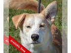 Great Pyrenees Mix DOG FOR ADOPTION RGADN-1377367 - Shadow - Great Pyrenees /