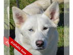 Mix DOG FOR ADOPTION RGADN-1377371 - Skittles - Husky (medium coat) Dog For