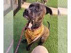 Mastiff Mix DOG FOR ADOPTION RGADN-1377379 - TINY GLADIATOR - Mastiff / Mixed