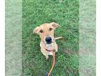 German Shepherd Dog DOG FOR ADOPTION RGADN-1377382 - NOEY - German Shepherd Dog