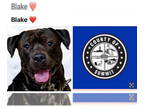 Rottweiler-American Pit Bull Terrier DOG FOR ADOPTION RGADN-1377422 - BLAKE -