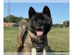 Akita Mix DOG FOR ADOPTION RGADN-1377431 - Yuni - Akita / Mixed Dog For Adoption