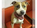 American Pit Bull Terrier DOG FOR ADOPTION RGADN-1377438 - Rye - Pit Bull