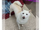 Shiba Inu DOG FOR ADOPTION RGADN-1377441 - Skylar - Shiba Inu (medium coat) Dog
