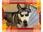 Siberian Husky DOG FOR ADOPTION RGADN-1377456 - DAISY - Siberian Husky (medium