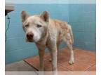 Mix DOG FOR ADOPTION RGADN-1377461 - GERALD - Husky (medium coat) Dog For