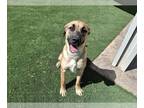 Black Mouth Cur Mix DOG FOR ADOPTION RGADN-1377470 - LILAH - Black Mouth Cur /