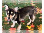Australian Shepherd-Huskies Mix DOG FOR ADOPTION RGADN-1377473 - Anna -