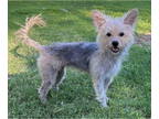 Cairn Terrier Mix DOG FOR ADOPTION RGADN-1377479 - Dippy - Yorkshire Terrier