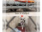 Mix DOG FOR ADOPTION RGADN-1377482 - Arina - Husky Dog For Adoption