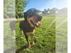 Labrottie DOG FOR ADOPTION RGADN-1377486 - Sarge - Labrador Retriever /