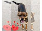 Beagle-German Shepherd Dog Mix DOG FOR ADOPTION RGADN-1377488 - Bailey - German