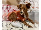 Poodle (Miniature) Mix DOG FOR ADOPTION RGADN-1377524 - Lucy Belle - Poodle