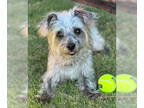 Border Terrier Mix DOG FOR ADOPTION RGADN-1377535 - Conrad-ADOPTION IN PROCESS -