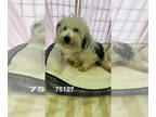 Glen of Imaal Terrier DOG FOR ADOPTION RGADN-1377540 - Vinnie - Glen of Imaal