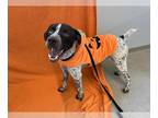 German Shorthaired Pointer Mix DOG FOR ADOPTION RGADN-1377551 - DEEBO - German