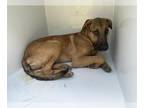 Shepradors DOG FOR ADOPTION RGADN-1377565 - KINDER - German Shepherd Dog /