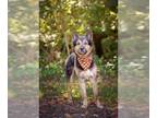Akita-German Shepherd Dog Mix DOG FOR ADOPTION RGADN-1377568 - TOM - German