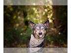 German Shepherd Dog-Huskies Mix DOG FOR ADOPTION RGADN-1377569 - ZEPHYR - German