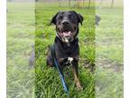 Rottweiler DOG FOR ADOPTION RGADN-1377622 - BALDWIN - Rottweiler (medium coat)