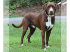Mix DOG FOR ADOPTION RGADN-1377650 - Benji 40549 - Chocolate Labrador