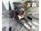 American Staffordshire Terrier Mix DOG FOR ADOPTION RGADN-1377666 - A404547 -