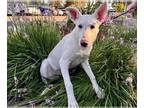 Labrador Retriever Mix DOG FOR ADOPTION RGADN-1377683 - *WINNIE - Labrador