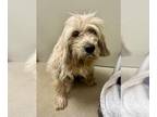 Cocker Spaniel DOG FOR ADOPTION RGADN-1377687 - BOOP - Cocker Spaniel (medium