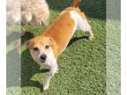 Jack Russell Terrier DOG FOR ADOPTION RGADN-1377700 - Shania - Jack Russell