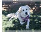 Great Pyrenees DOG FOR ADOPTION RGADN-1377707 - ROCKY - Great Pyrenees (medium