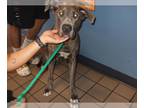 Mastiff DOG FOR ADOPTION RGADN-1377710 - RUTH* - Mastiff (medium coat) Dog For