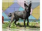 Dutch Shepherd Mix DOG FOR ADOPTION RGADN-1377712 - RAVEN - Dutch Shepherd /