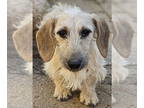 Dachshund DOG FOR ADOPTION RGADN-1377740 - Tucker - Dachshund (short coat) Dog