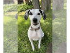 Pointer Mix DOG FOR ADOPTION RGADN-1377750 - Millie Taylor - Pointer / Mixed Dog