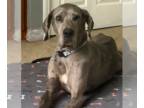 Great Dane DOG FOR ADOPTION RGADN-1377772 - Rowan - Great Dane Dog For Adoption