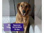 Golden Retriever DOG FOR ADOPTION RGADN-1377805 - Spencer - Golden Retriever Dog